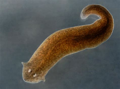 piante, vertebrati e invertebrati - Ourboox