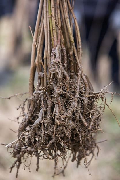 Image result for Planting Saplings Tutorial