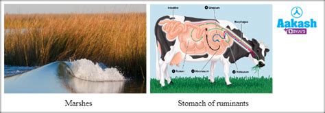 Difference Between Archaea and Bacteria in Biology: Definition, Types ...