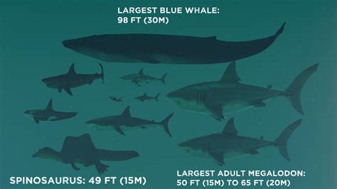 Megalodon Shark Vs Blue Whale