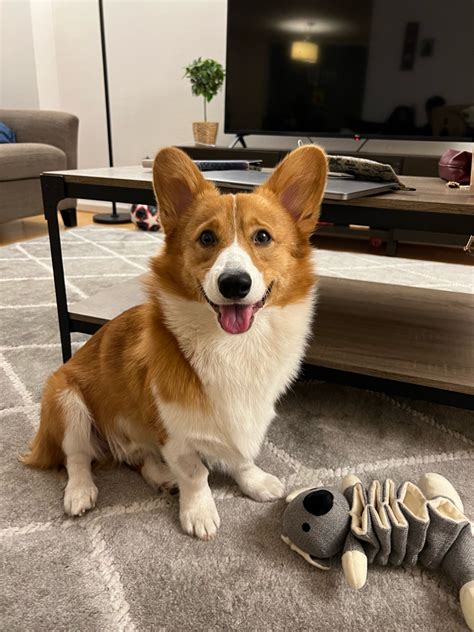 I took the Predictive Index Cognitive Assessment and I think I barely ...