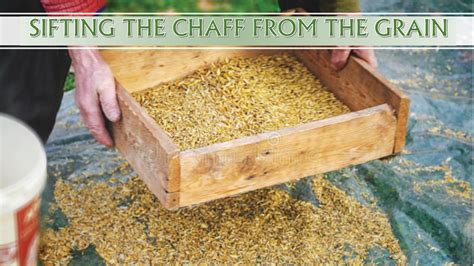 CHAFF FROM THE WHEAT