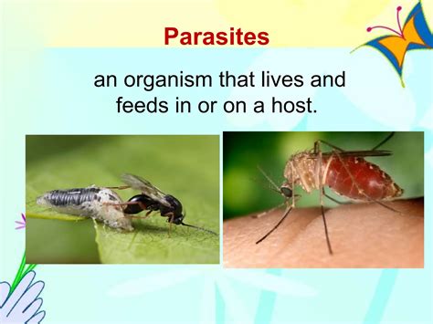 parasitoid 的图像结果