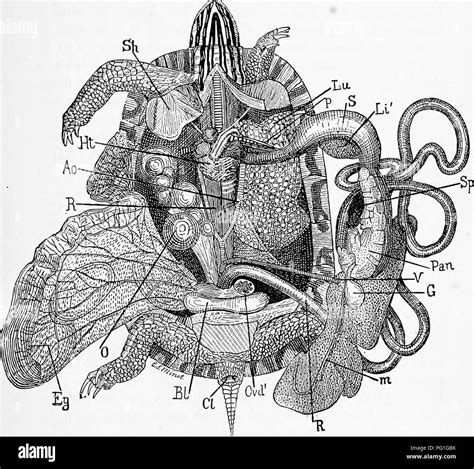 Image result for Turtle in Shell