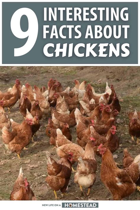 Fun Facts About Chicken Farming at Todd Reno blog