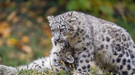 Download wallpaper 1920x1080 snow leopards, cubs, kittens, predators ...