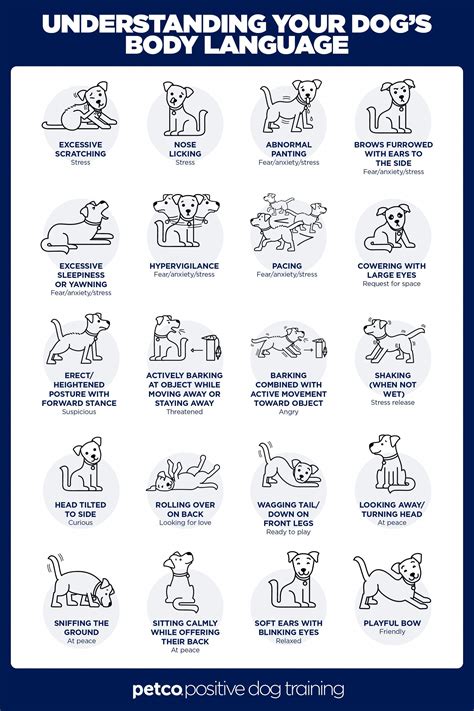 25 brilliant lifehacks that every dog owner should know – Artofit