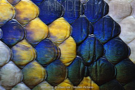 Image result for Reticulated Python Scales