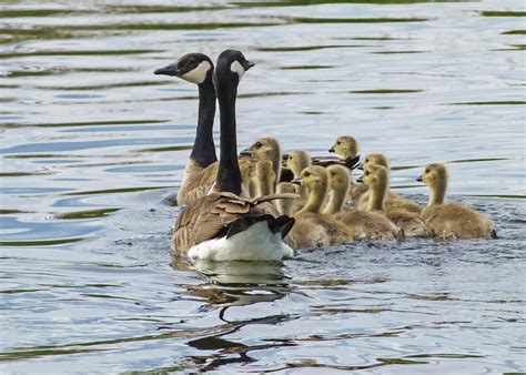 Canada Goose Chicks Young Geese - Free photo on Pixabay - Pixabay