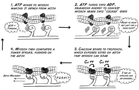 Image result for Muscle Fiber Contraction Experiment