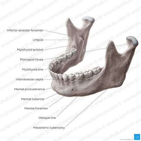 Alveolar Process Of Mandible