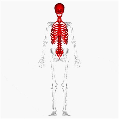 The Skeletal System - Science Class 5 PDF Download