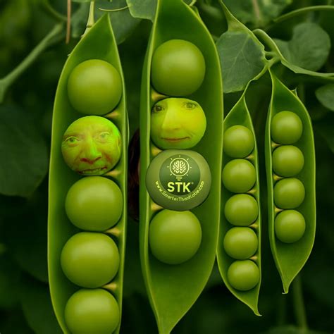 West Jordan Farmers Market— FREE Live Music, Veterans Memorial Park ...