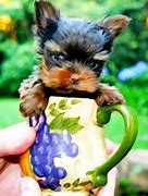Image result for Cat in a Teacup