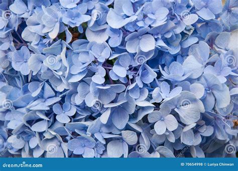 Beautiful Blue Hydrangeas Flower Background. Natural Color Stock Photo ...