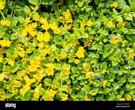 Creeping jenny, Lysimachia nummularia, yellow flowers in garden ...