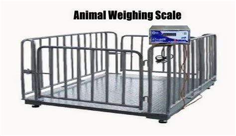 Image result for Ever Scan Scale