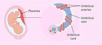 Image result for umbilical cord