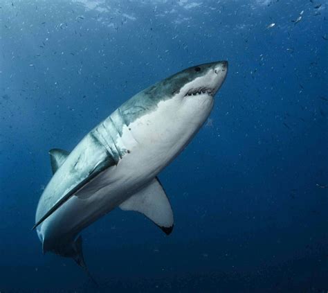 Adaptations Of Great White Sharks