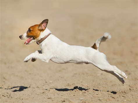 Image result for How Fast Can Dogs Run