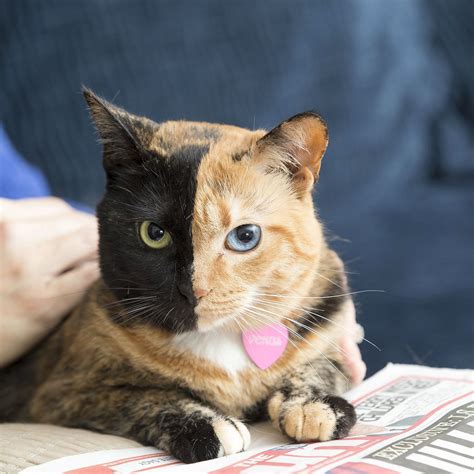 10 Cutest Cats In The World - Worth Seeing