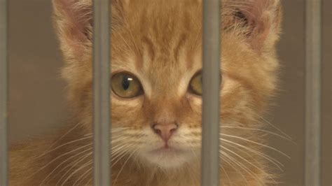 Lexington-Fayette Animal Care and Control warns of phone scam