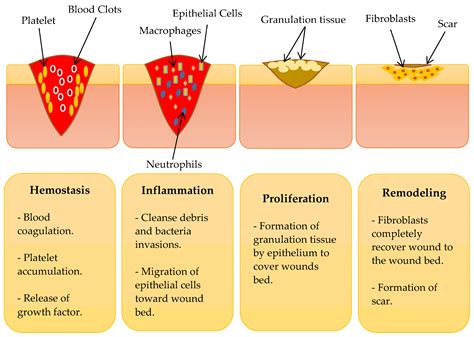 Polymer-Based Hydrogel Loaded with Honey in Drug Delivery System for ...