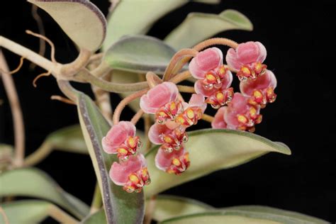 Hoya anncajanoae | Vermont Hoyas