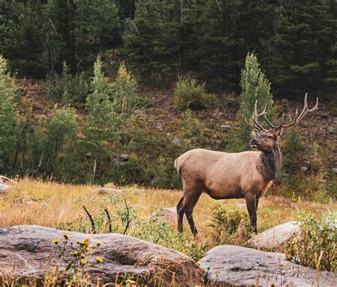 Farwide Alert: Colorado secondary draw results are out! - Hunting ...