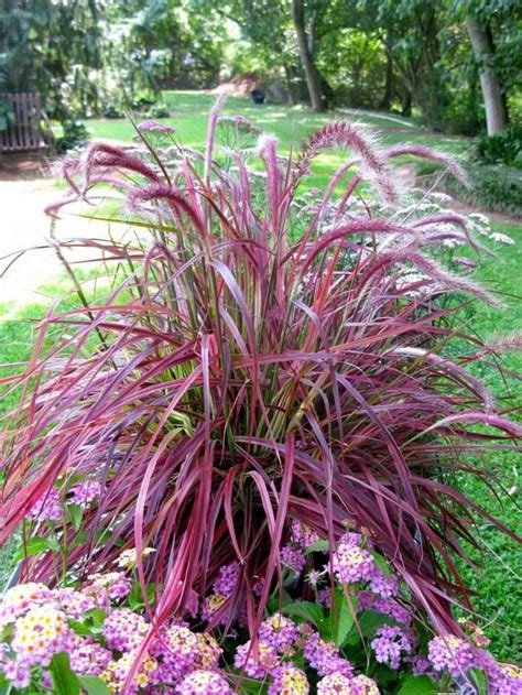 Purple Fountain Grasses For Landscaping | Grasses landscaping ...