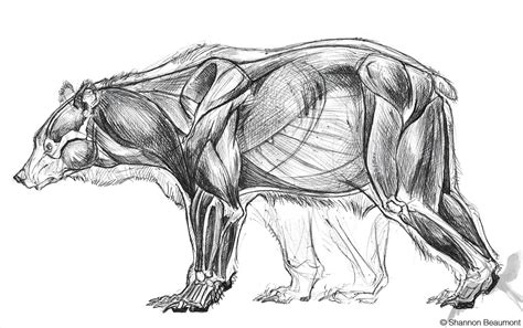 animal drawing anatomy
