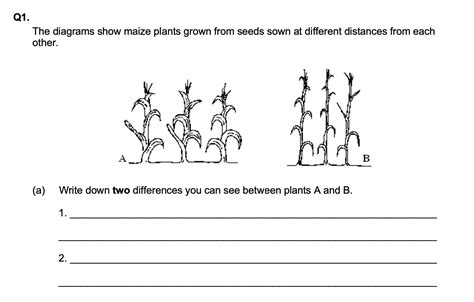 The diagrams show maize plants grown from seeds shown at different ...