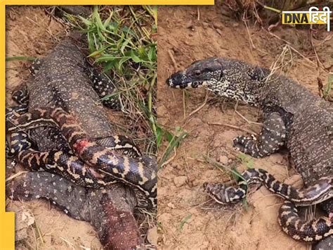 Image result for Dragon vs Python