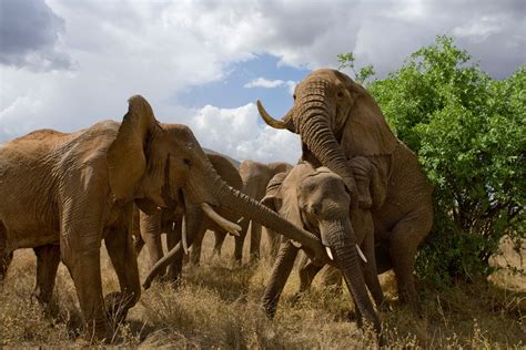 Wild Elephant Reproduction