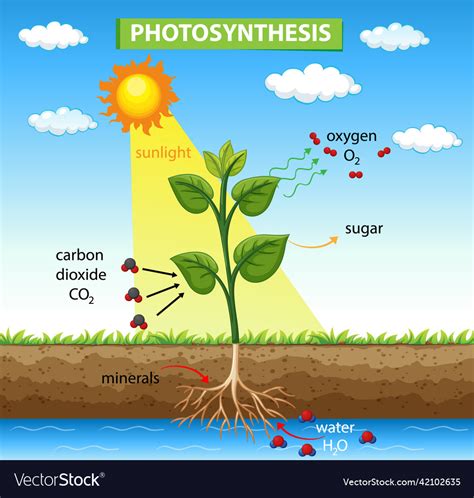 Image result for Basic Photosynthesis