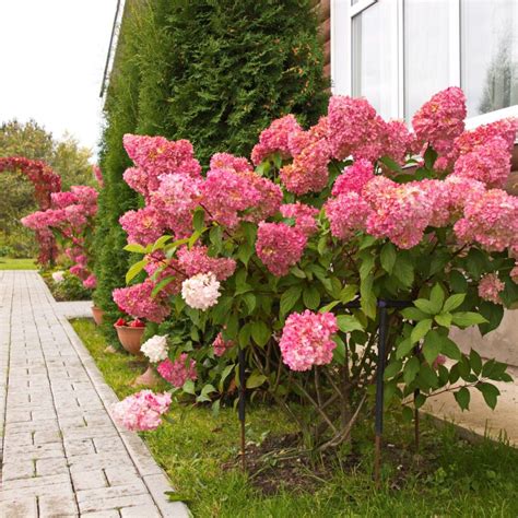 17 Incredible Ideas For Landscaping With Hydrangeas In Front Of The House
