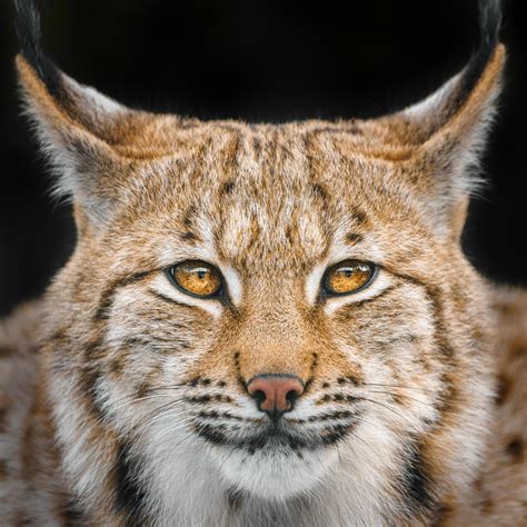 Eurasian lynx in winter 16274193 Stock Photo at Vecteezy
