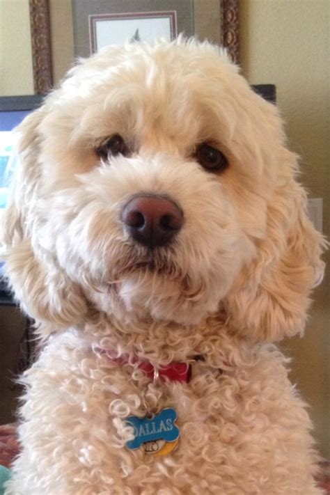 Image result for Cockapoo Grooming Kit