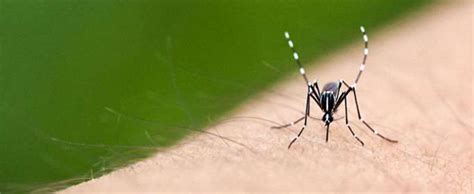 到底什么血型最招蚊子？你们要不要先统一下口径？|蚊子|血型|二氧化碳_新浪科技_新浪网