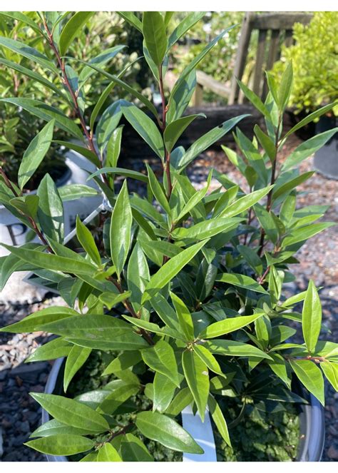 Sarcococca hookeriana Sweet and Low, Sweetbox, Dwarf, #3 - Behmerwald ...