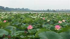 fiori loto briciole di colori quot tra i fiori di loto quot laboratorio all fiori loto briciole di colori quot tra i fiori di loto quot laboratorio all