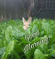 Image result for Say Good Morning Animals