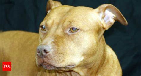 Pitbull Dog Attack in Ghaziabad: 11-year-old girl injured in Pitbull ...