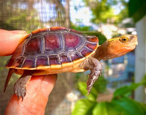 Image result for Ornate Box Turtle Shell