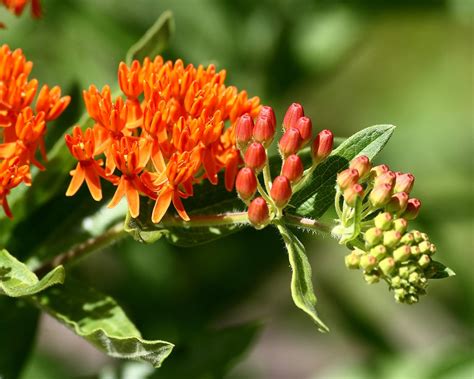 CaribbeanGarden Butterfly Weed, Flowers Seed (Asclepias tuberosa) India ...