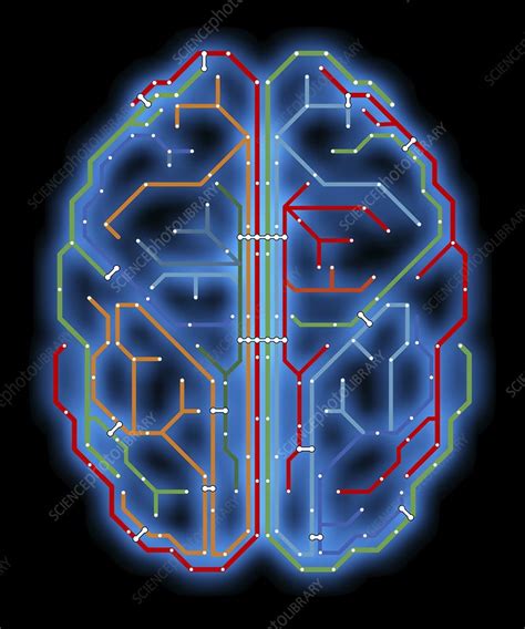 Image result for Brain Complex Network