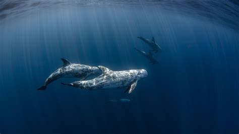 The Biology Of Marine Mammals: How They Survive Underwater