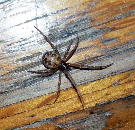 INsectus - Identificação de Aranhas e outros Artrópodes: Aranhas Comuns