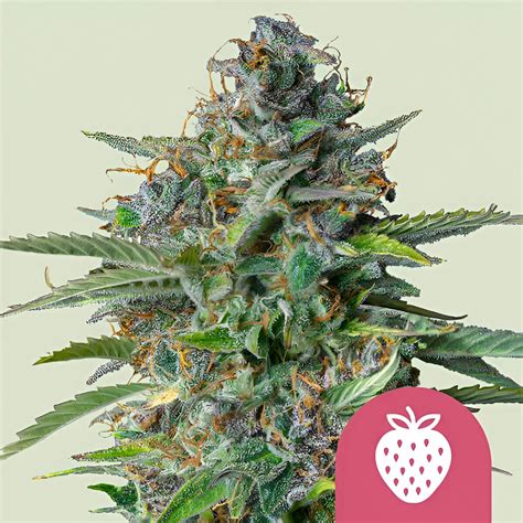 Semillas Strawberry Cough (Royal Queen Seeds) - Aroma Afrutado