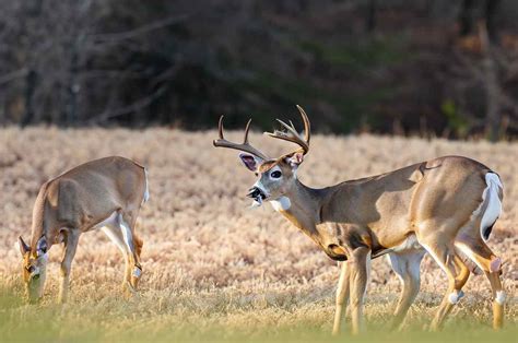 Virginia Deer Season 2025: VA Deer Hunting Guide [Dates, Rules, Bags ...